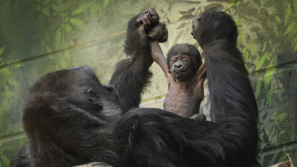 Nace una nueva cría en el zoo de Londres, hija de Kiburi (Foto: Zoo de Londres)
