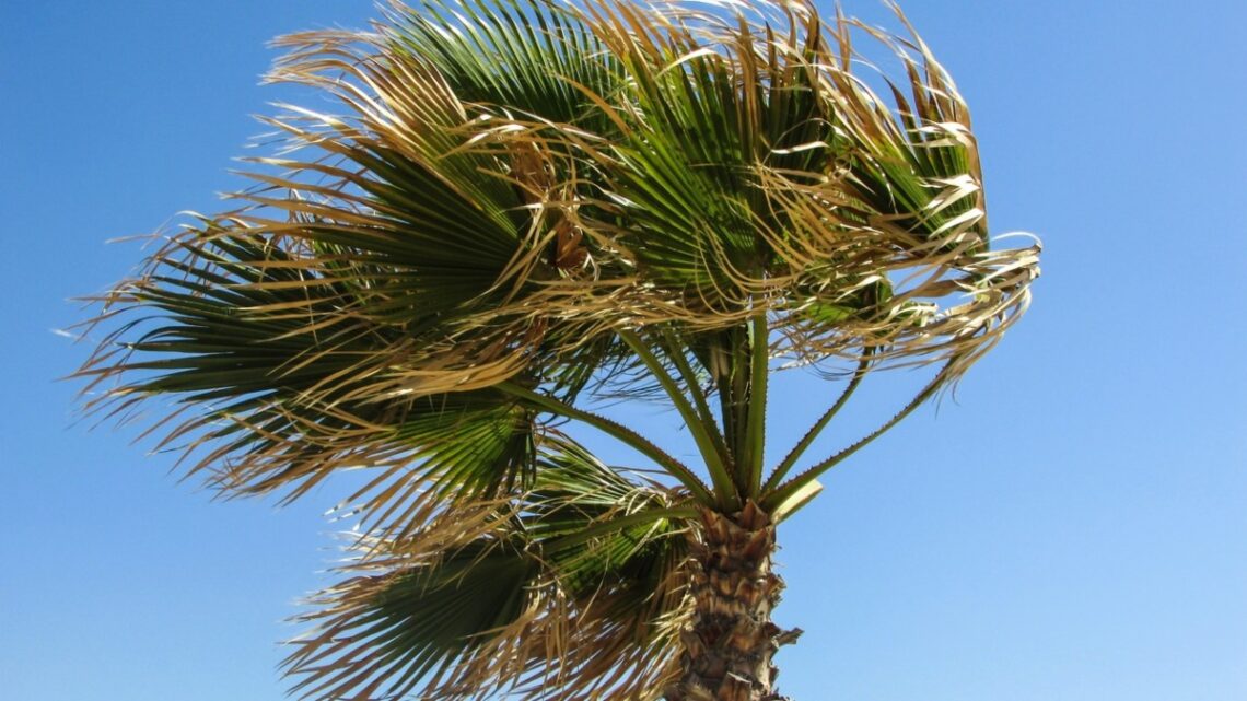 Alerta por viento en Canarias (Foto: Pxhere)
