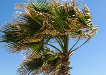 Alerta por viento en Canarias (Foto: Pxhere)